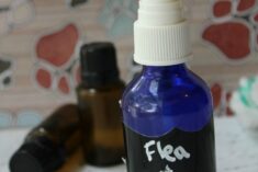 How to Make Flea and Tick Spray for Pets