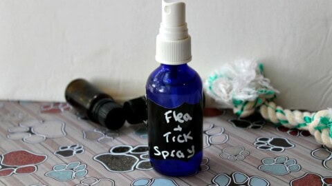 Homemade flea spray with essential outlet oils