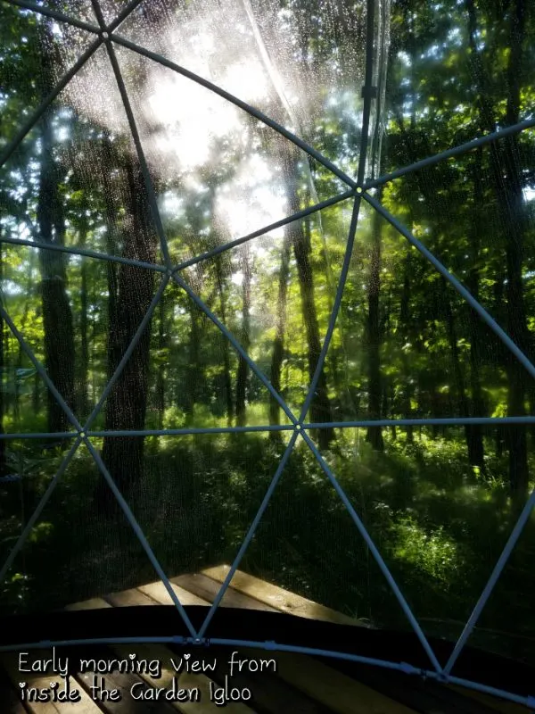 Early morning view from the Garden Igloo in the woods. 