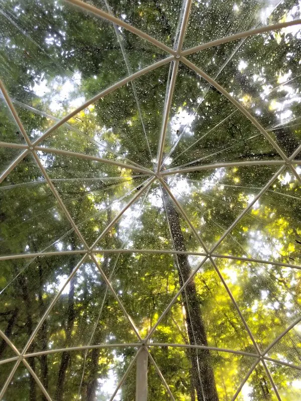 View from the floor of our Garden Igloo.