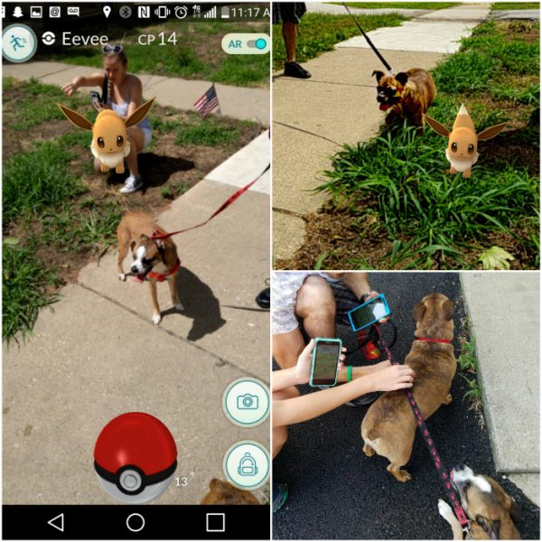 Help Animals in Pet Shelters while you Pokemon GO