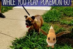 Help Animals in Pet Shelters while you Pokemon GO