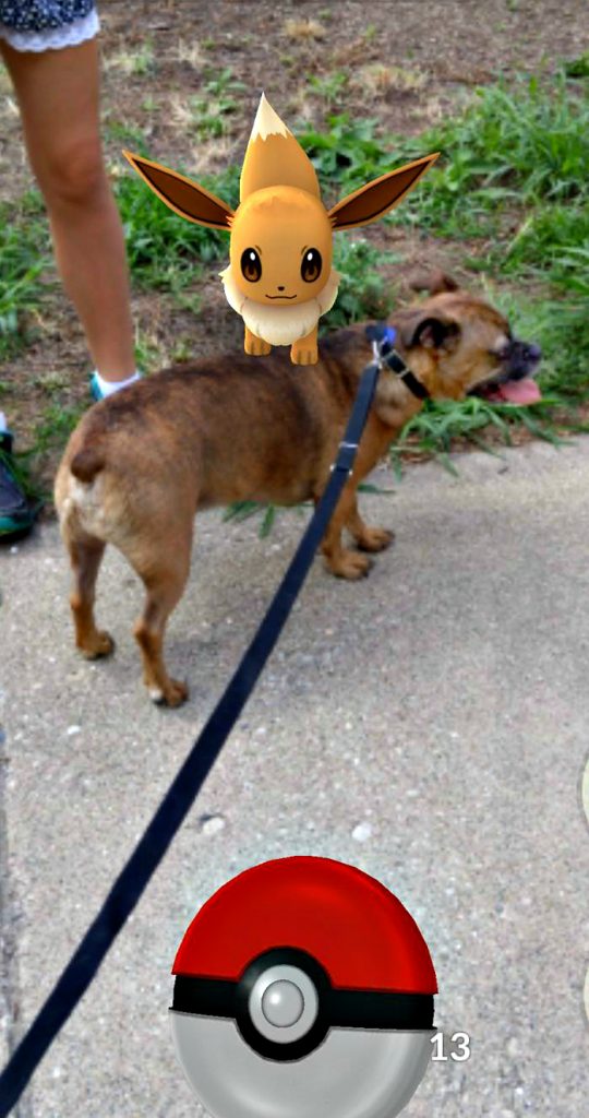 Help Animals in Pet Shelters while you Pokemon GO