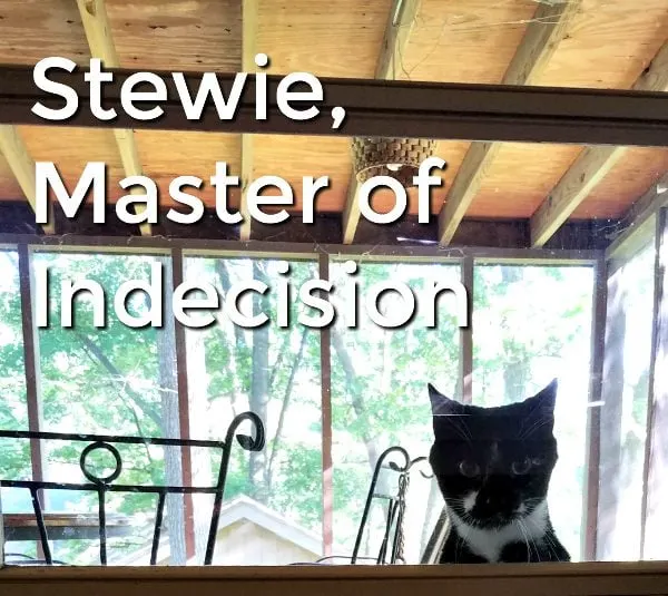 The Many Titles of Stewie - our cat rescue story #CatChowCares #ad