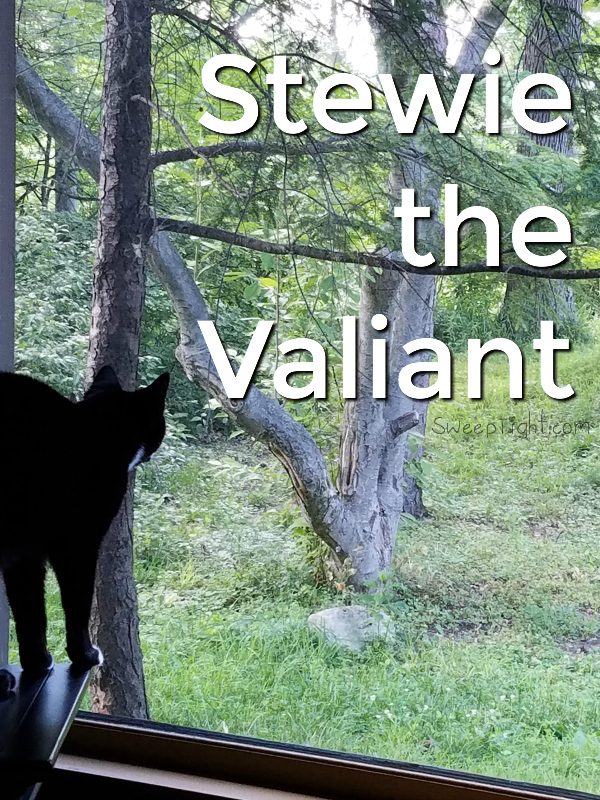 The Many Titles of Stewie - our cat rescue story #CatChowCares #ad