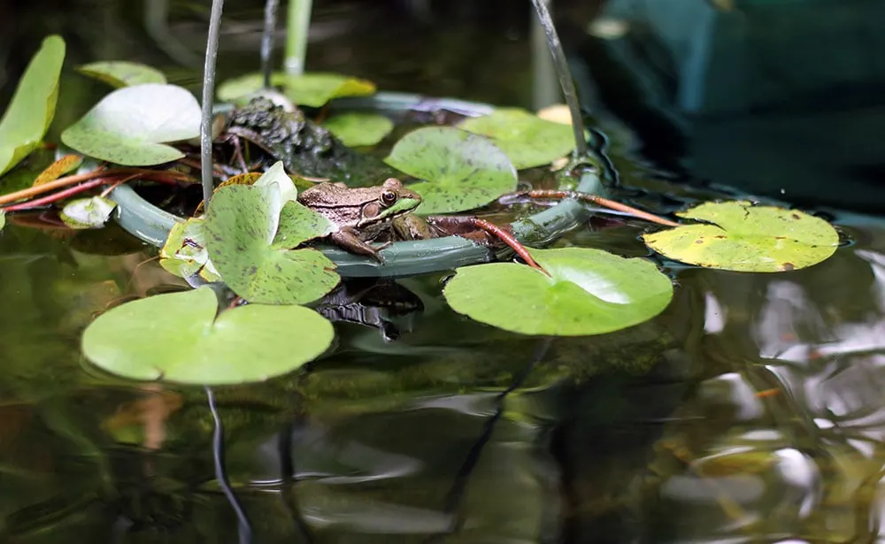 Frog on lily pads in the pond