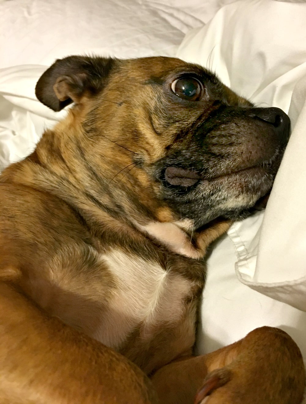 Tick Protection for Dogs - think about who you share your pillow with!