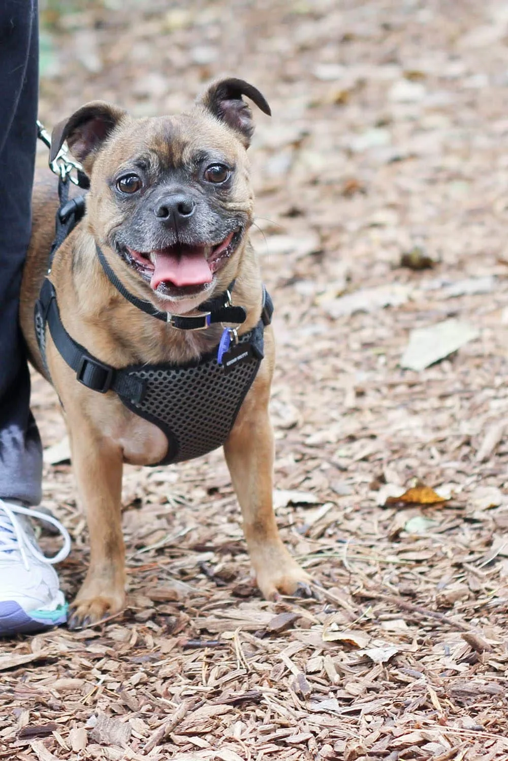 The Grump, a boston terrier pug mix outside on a walk. 