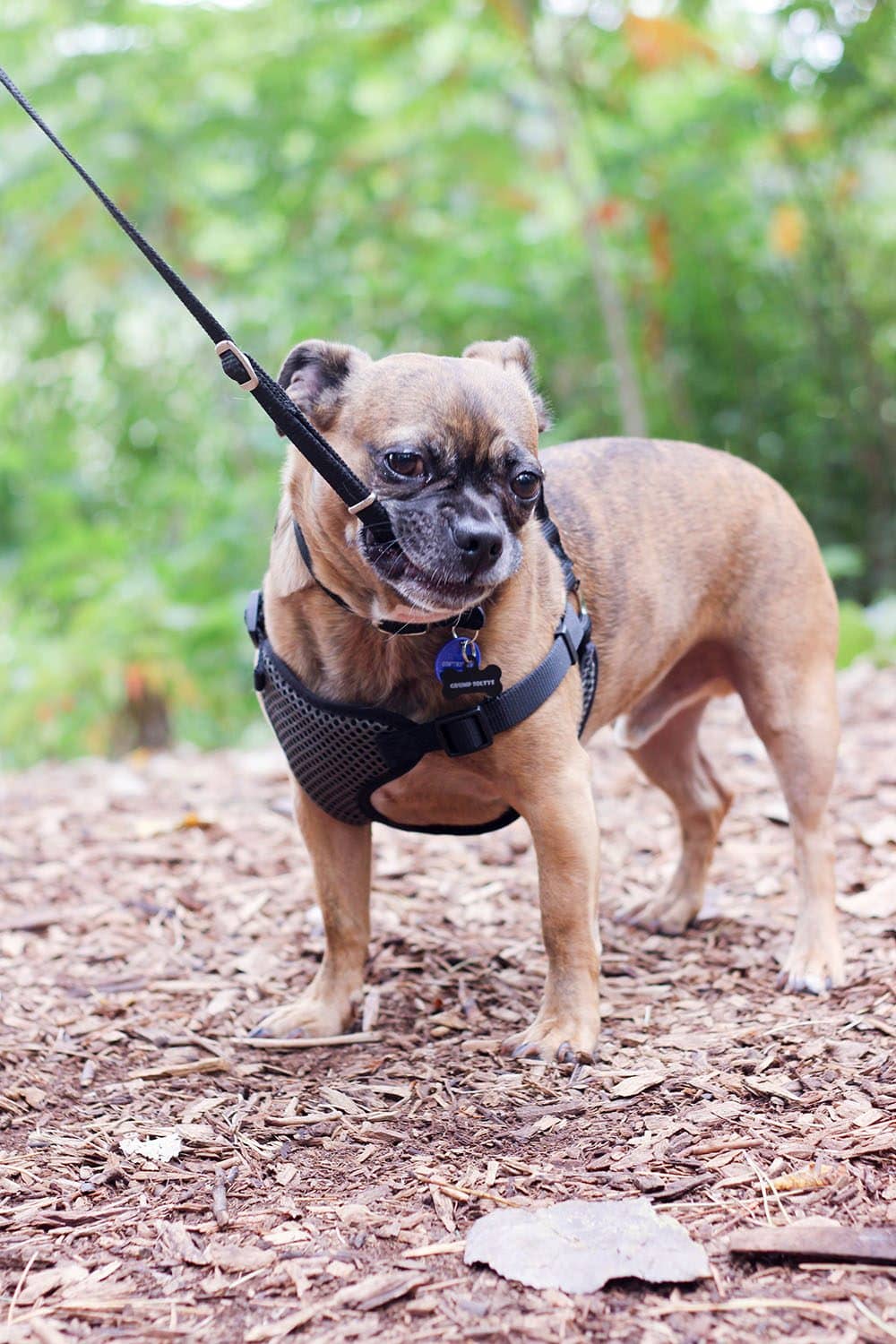 5 Ways My Rescue Dogs Rescue me Right Back - LOL We are still working with the leash