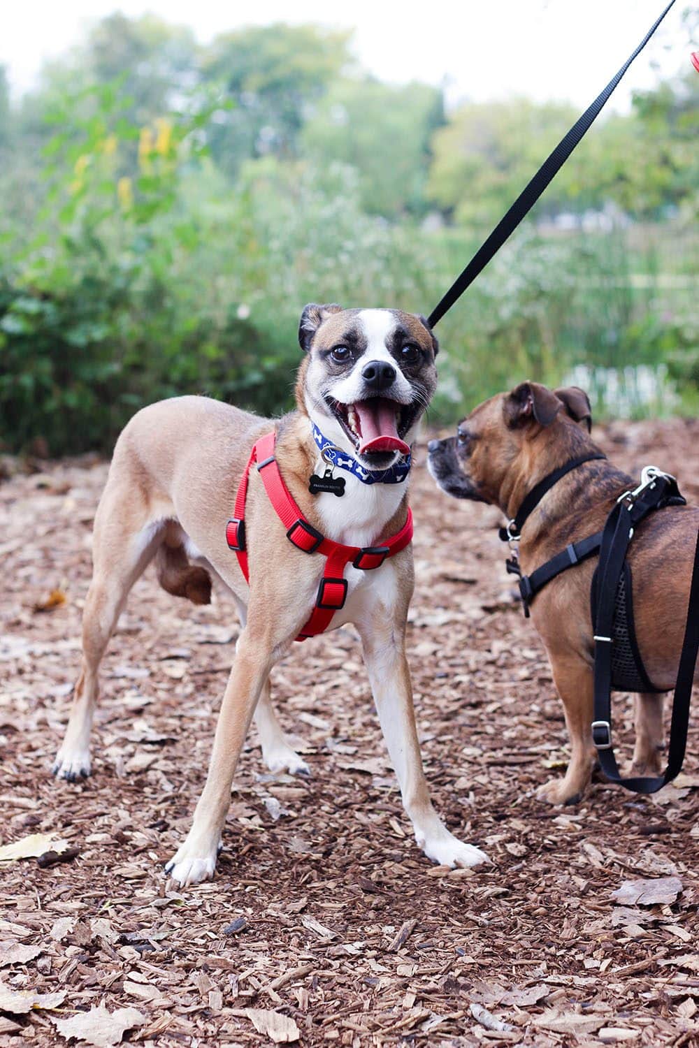 5 Ways My Rescue Dogs Rescue me Right Back 