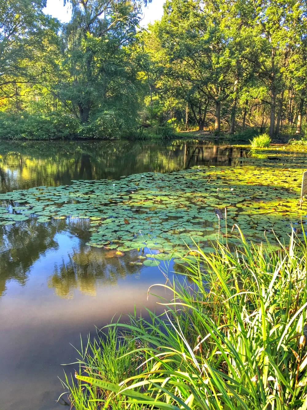 It's easier to walk when the location is beautiful. Try to walk in nature.