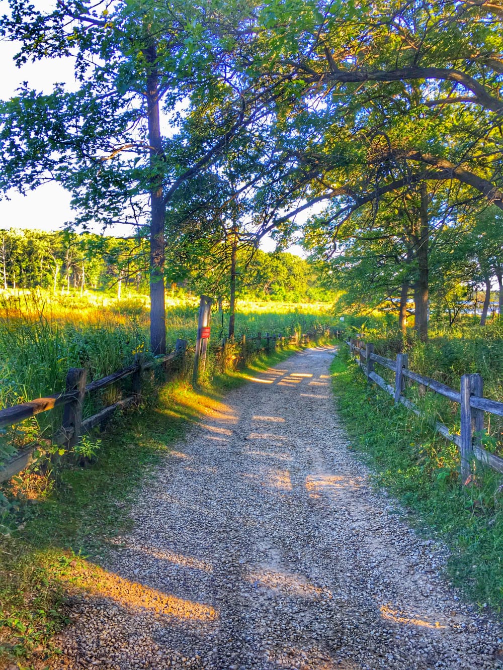 Take your dogs on walking adventures! Just be sure they have flea and tick protection first. 