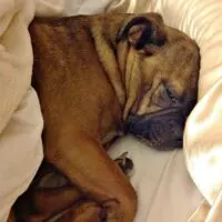 The tiny Grump's favorite hobby - sleeping in our bed. Definitely makes us think about flea and tick prevention!