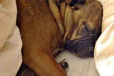 The tiny Grump's favorite hobby - sleeping in our bed. Definitely makes us think about flea and tick prevention!