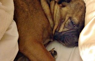 The tiny Grump's favorite hobby - sleeping in our bed. Definitely makes us think about flea and tick prevention!