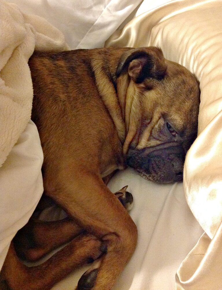 The tiny Grump's favorite hobby - sleeping in our bed. Definitely makes us think about flea and tick prevention!