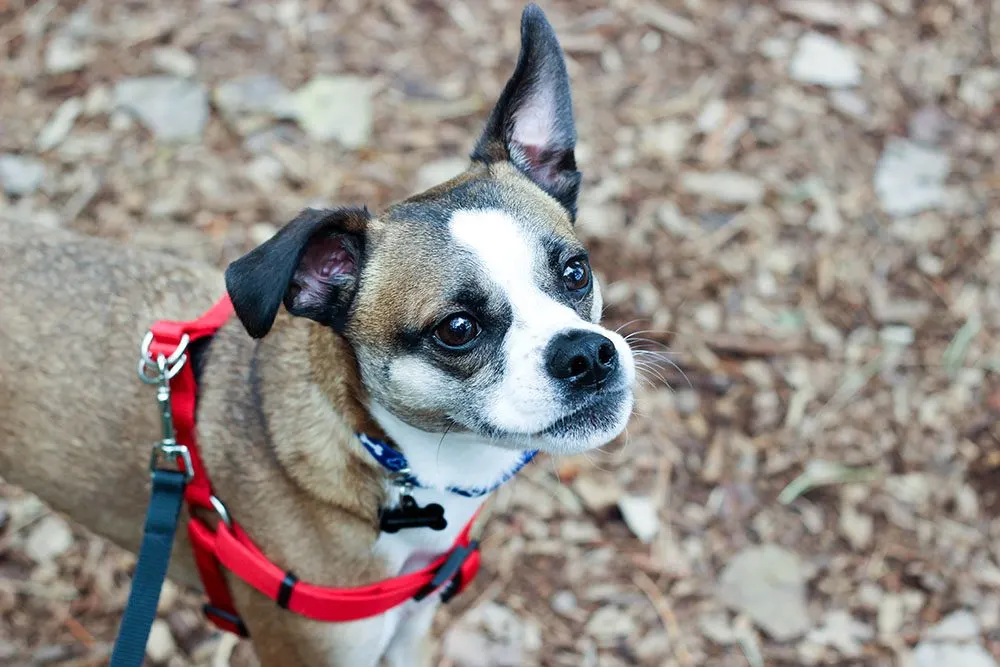 Those eyes though. I see love and gratitude right there. Franklin the dog looking up while outside. 