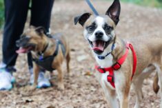 Reasons to Choose Pet Adoption Online Sites