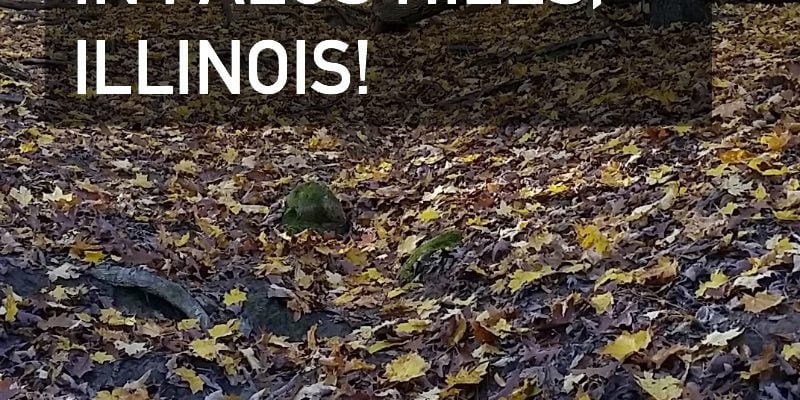 A Pangolin Found in Palos Hills