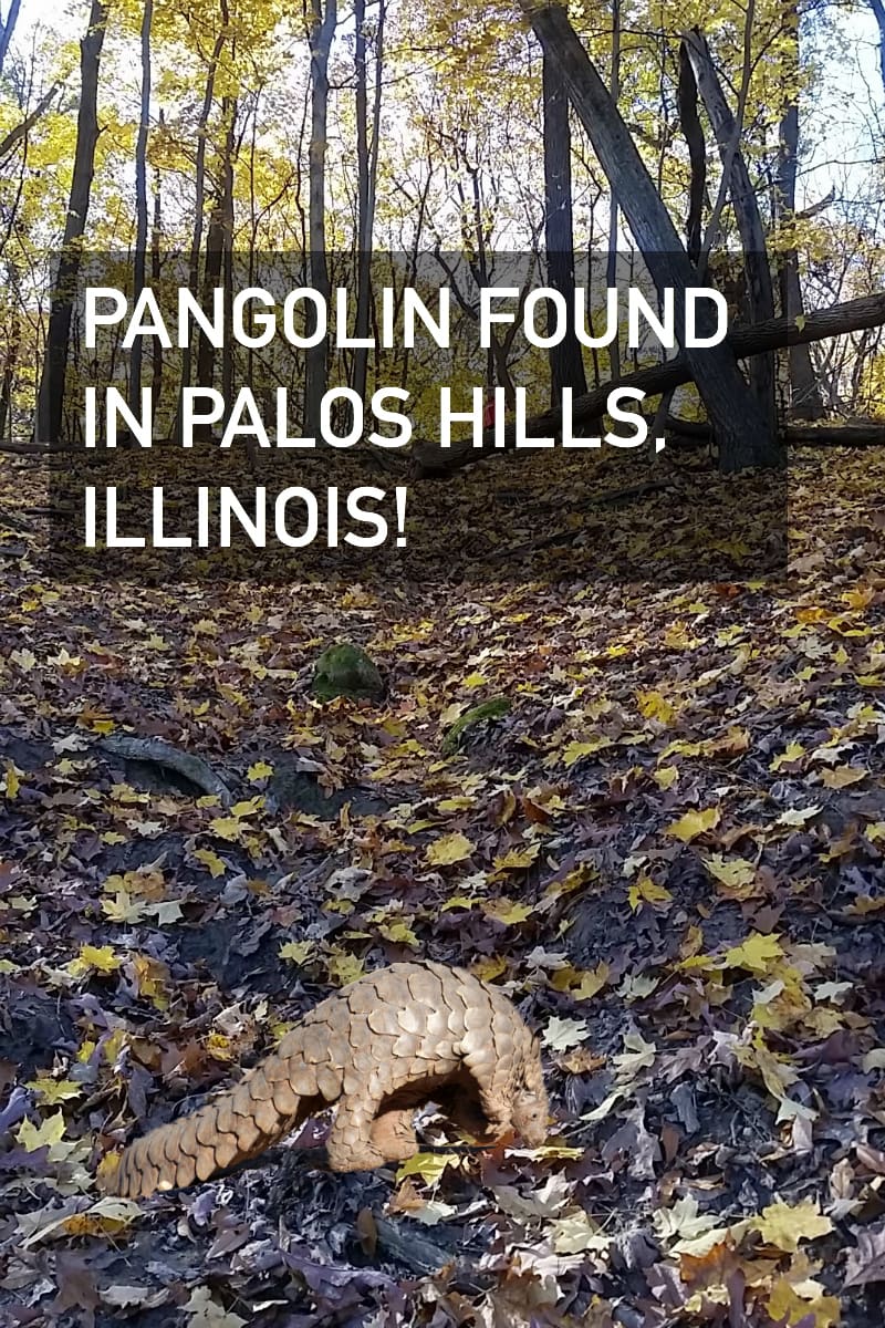 A Pangolin Found in Palos Hills