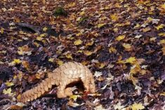 A Pangolin Found in Palos Hills