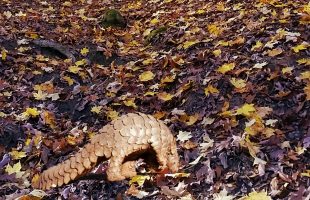 A Pangolin Found in Palos Hills