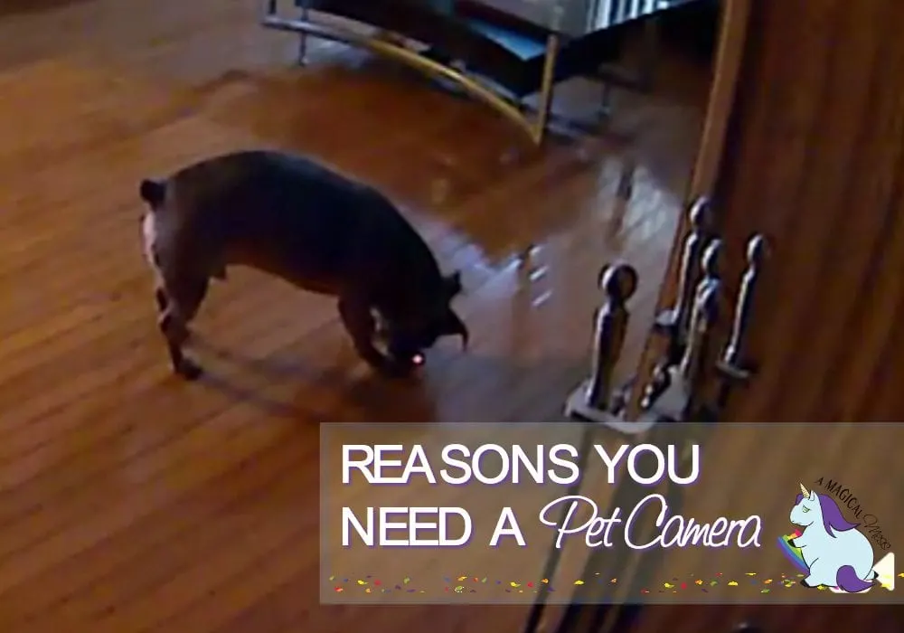 5 Reasons you Need an Interactive Pet Camera