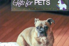 Personalized Dog Gifts that Humans will Love