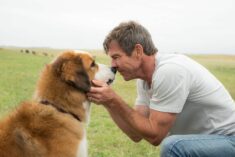 A Dog's Purpose Movie