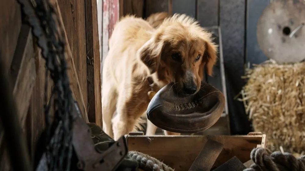 Dog holding a football