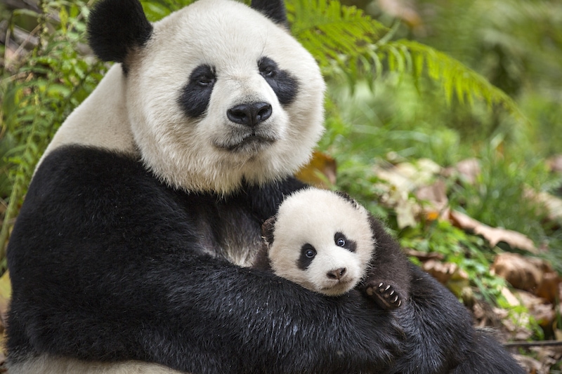 2017 List of Disney Movies - Born In China