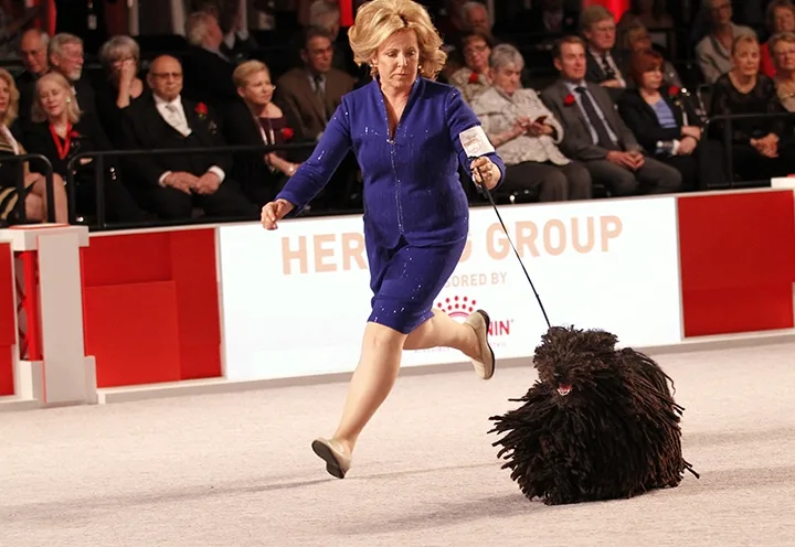 Royal Canin Dog Show Puli