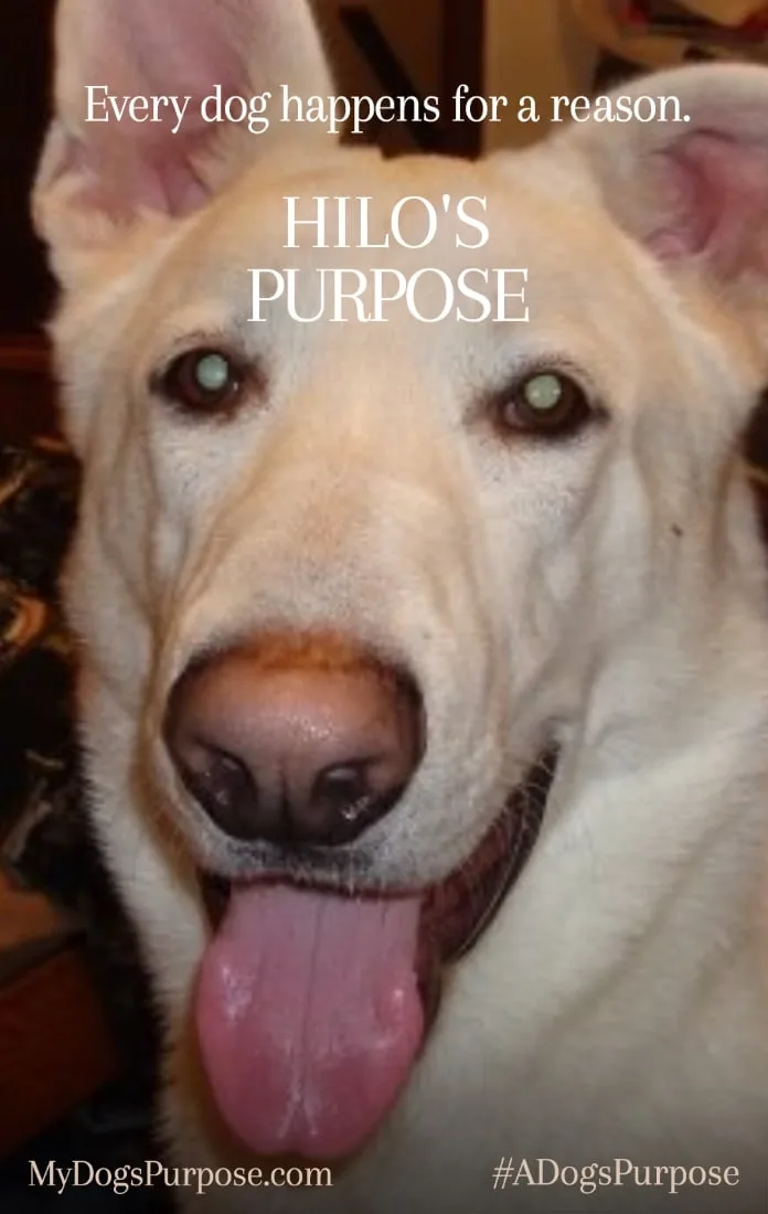 Hilo's Purpose