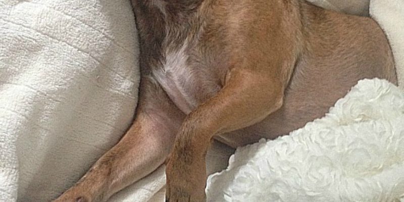 BEST IN SHOW - The Grump - professional napper