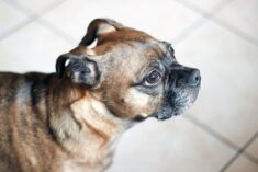 Fresh Dog Food Creates a Feasting Frenzy