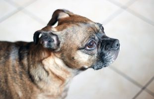Fresh Dog Food Creates a Feasting Frenzy