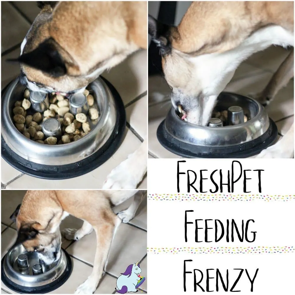 Fresh Dog Food Creates a Feasting Frenzy