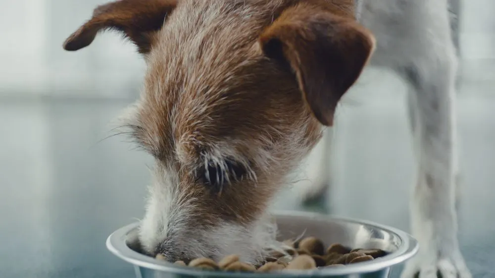 "Buy a Bag, Give a Meal™ at Petsmart