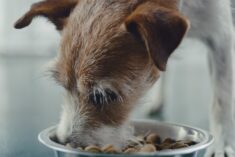 "Buy a Bag, Give a Meal™ at Petsmart