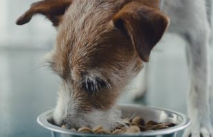 "Buy a Bag, Give a Meal™ at Petsmart