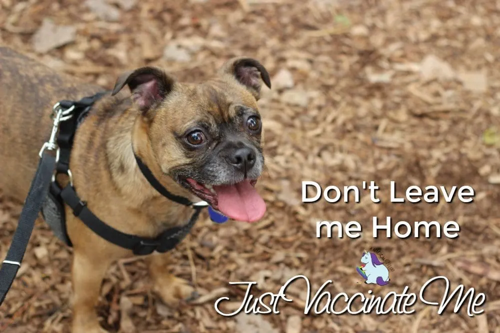 Canine Influenza - How Merck and The Dogist are Raising Awareness