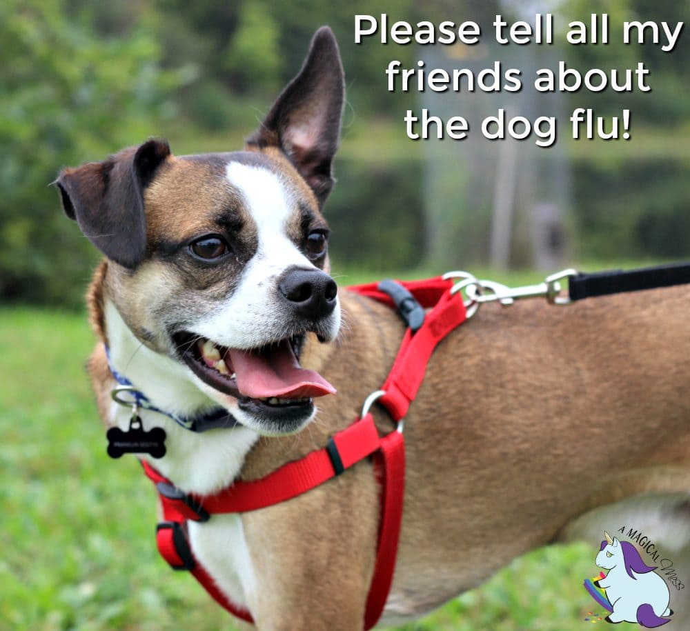 Canine Influenza - How Merck and The Dogist are Raising Awareness