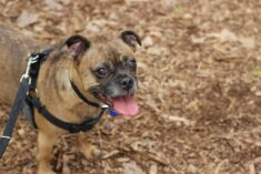 Dog Flu - How Merck and The Dogist are Raising Awareness