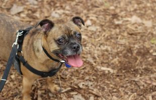 Dog Flu - How Merck and The Dogist are Raising Awareness