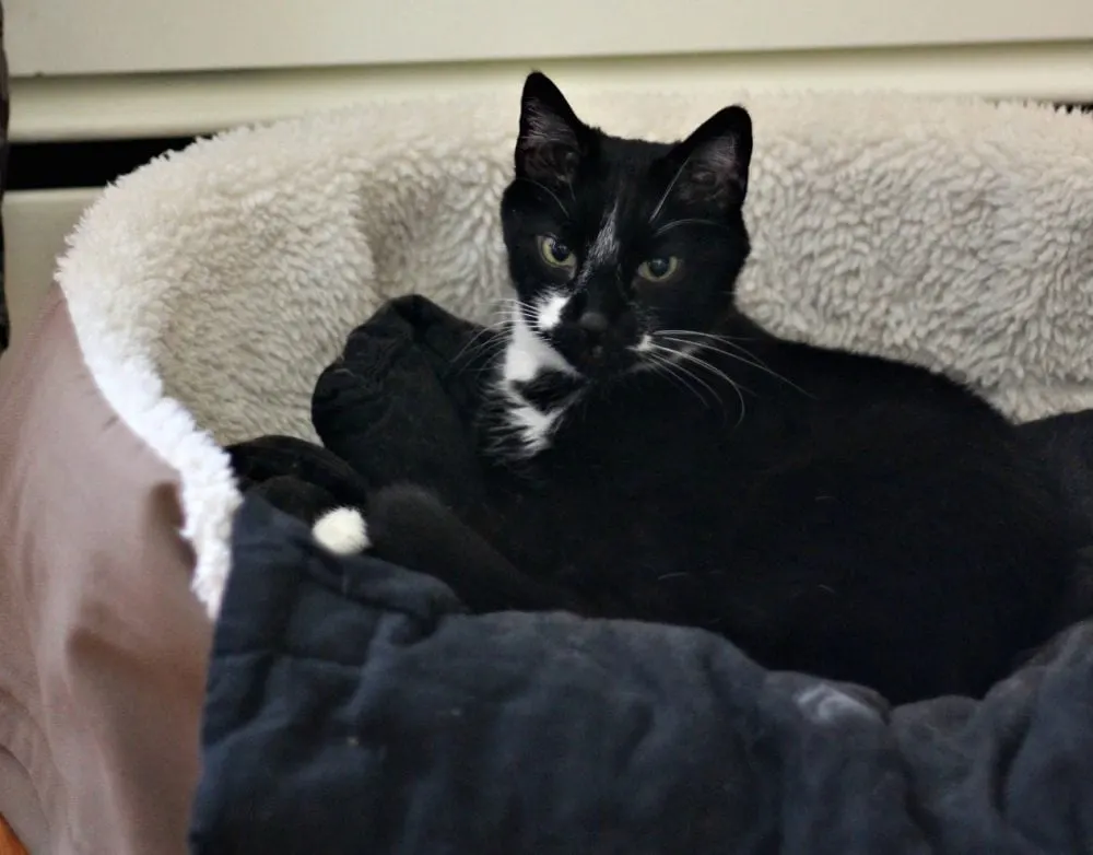 Stewie the cat in a pet bed. 