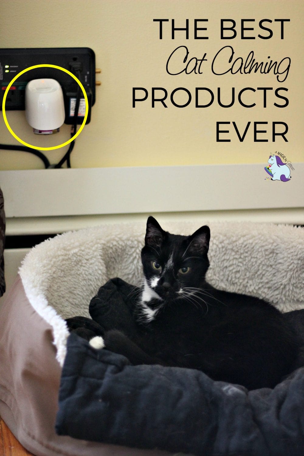 The Best Cat Calming Products Behind My Happy Cat