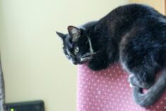The Best Cat Calming Products Behind My Happy Cat