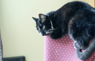 The Best Cat Calming Products Behind My Happy Cat