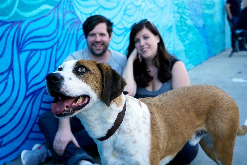 Every Animal Lovers' New Favorite Show - Downward Dog on ABC