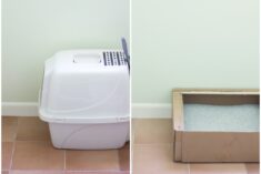 Tidy Cats Direct Monthly Litter Box Service